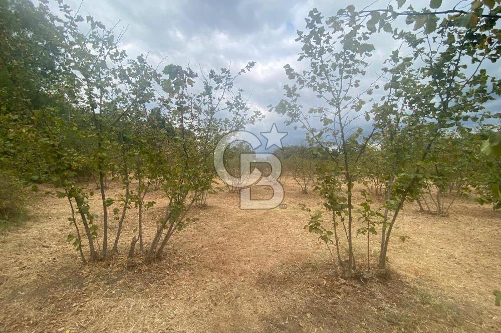 YATIRIMIN ADRESİ! Hendek Kargalı'da 13,386m2 Satılık Fındıklık