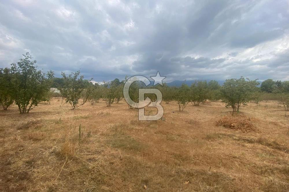 YATIRIMIN ADRESİ! Hendek Kargalı'da 13,386m2 Satılık Fındıklık
