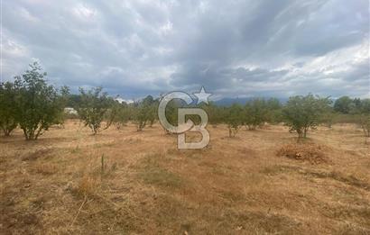YATIRIMIN ADRESİ! Hendek Kargalı'da 13,386m2 Satılık Fındıklık