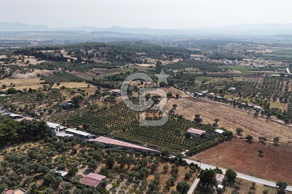 Torbalı Yoğurtçular'da 6040 m2 Satılık Zeytinlik