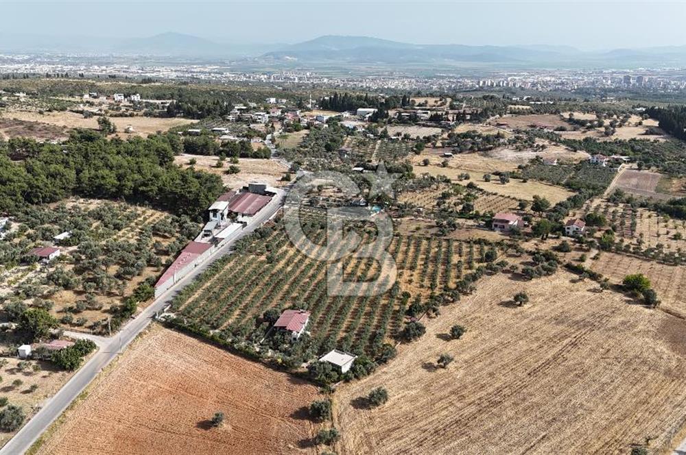 Torbalı Yoğurtçular'da 6040 m2 Satılık Zeytinlik