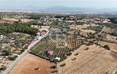 Torbalı Yoğurtçular'da 6040 m2 Satılık Zeytinlik
