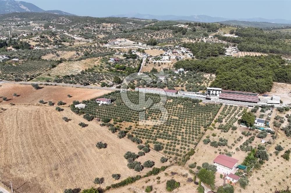 Torbalı Yoğurtçular'da 6040 m2 Satılık Zeytinlik