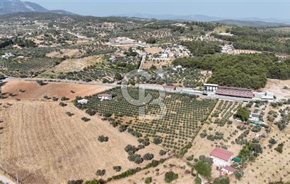 Torbalı Yoğurtçular'da 6040 m2 Satılık Zeytinlik