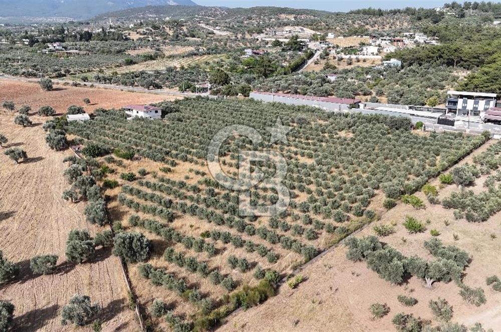 Torbalı Yoğurtçular'da 6040 m2 Satılık Zeytinlik