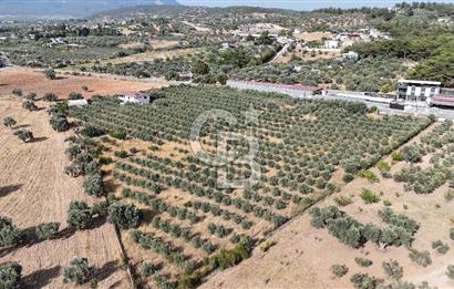 Torbalı Yoğurtçular'da 6040 m2 Satılık Zeytinlik