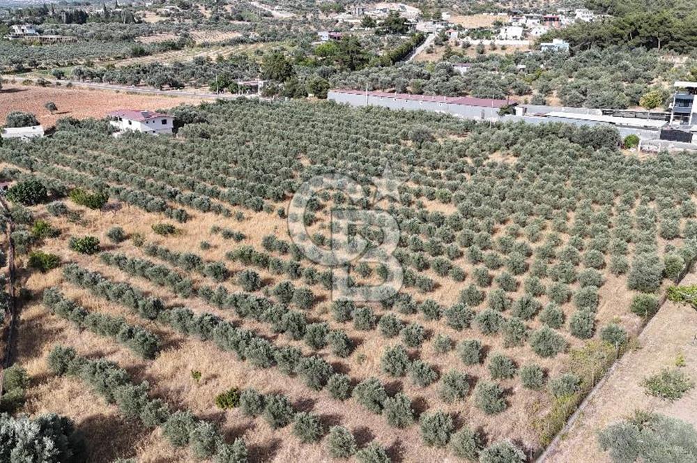 Torbalı Yoğurtçular'da 6040 m2 Satılık Zeytinlik