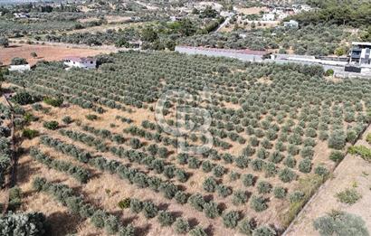 Torbalı Yoğurtçular'da 6040 m2 Satılık Zeytinlik