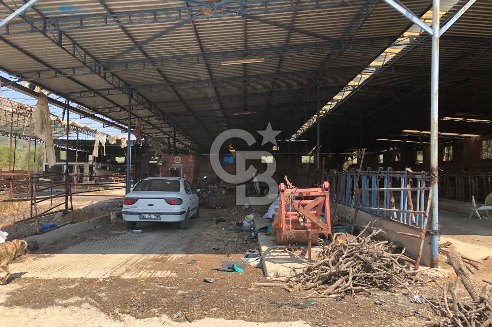BAYINDIR ARIKBAŞI DA MERA KENARI SATILIK ÇİFTLİK