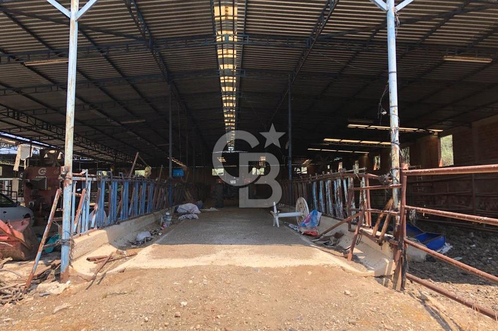 BAYINDIR ARIKBAŞI DA MERA KENARI SATILIK ÇİFTLİK