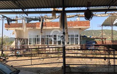 BAYINDIR ARIKBAŞI DA MERA KENARI SATILIK ÇİFTLİK