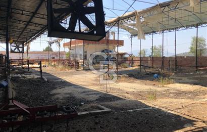BAYINDIR ARIKBAŞI DA MERA KENARI SATILIK ÇİFTLİK