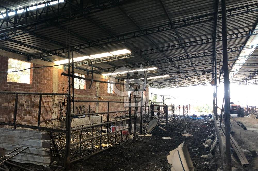 BAYINDIR ARIKBAŞI DA MERA KENARI SATILIK ÇİFTLİK