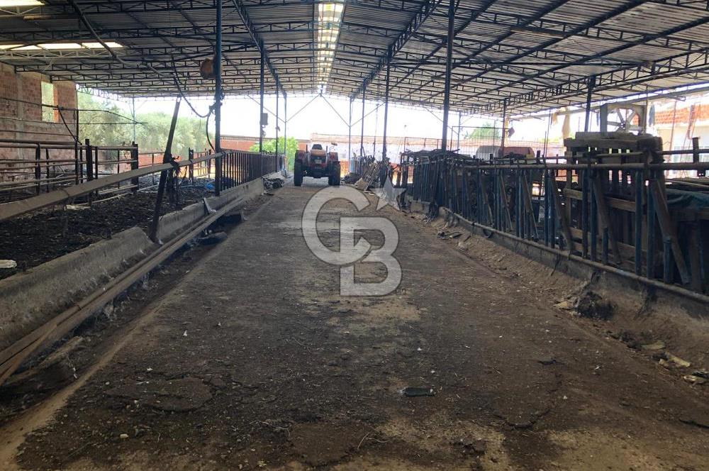BAYINDIR ARIKBAŞI DA MERA KENARI SATILIK ÇİFTLİK