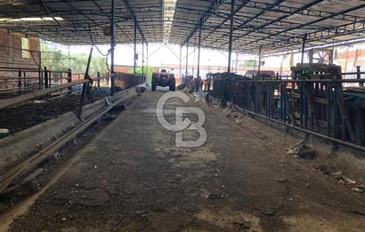 BAYINDIR ARIKBAŞI DA MERA KENARI SATILIK ÇİFTLİK
