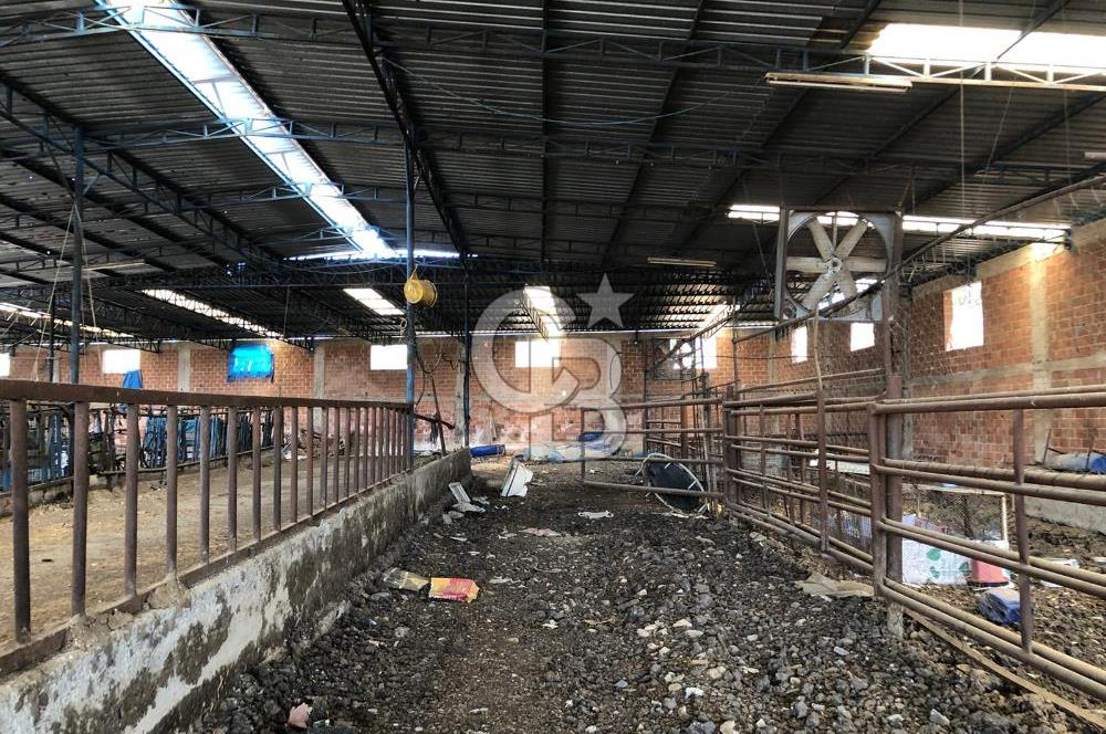 BAYINDIR ARIKBAŞI DA MERA KENARI SATILIK ÇİFTLİK