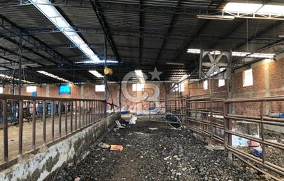 BAYINDIR ARIKBAŞI DA MERA KENARI SATILIK ÇİFTLİK
