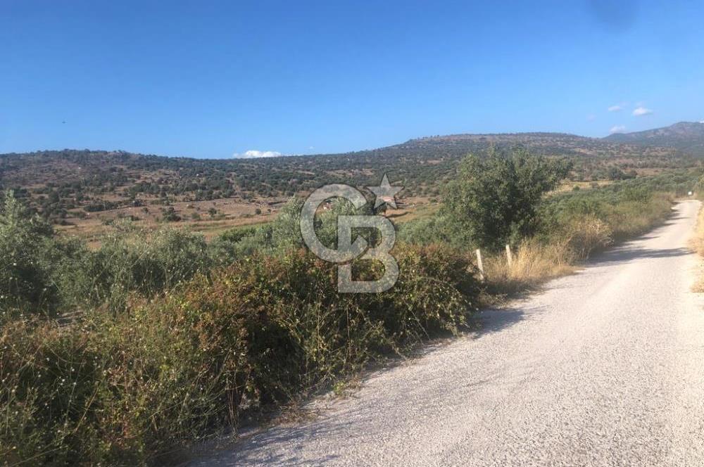 İzmir Dikili'de Deniz Manzaralı 2000 M2 Kooperatif Arsası