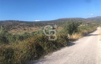 İzmir Dikili'de Deniz Manzaralı 2000 M2 Kooperatif Arsası