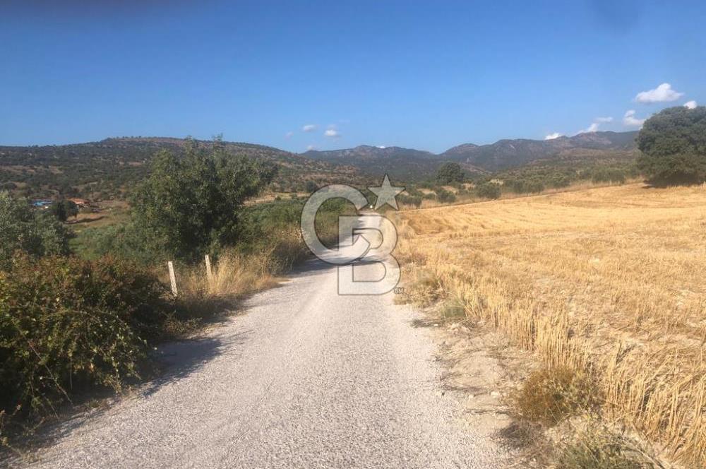 İzmir Dikili'de Deniz Manzaralı 2000 M2 Kooperatif Arsası