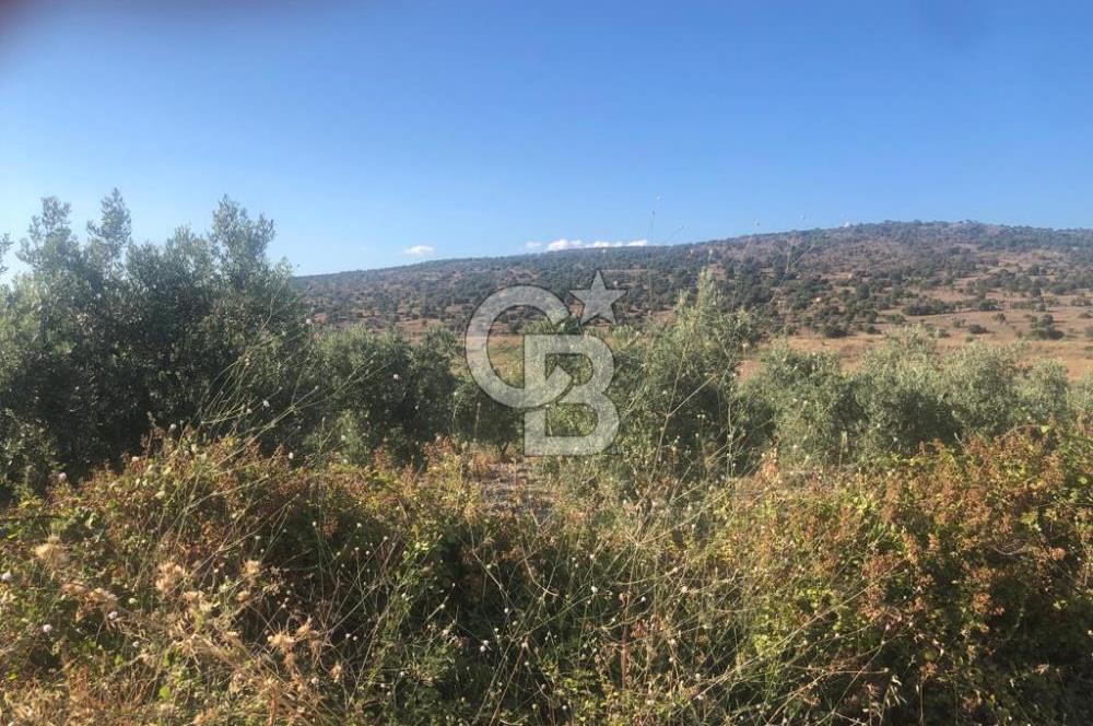 İzmir Dikili'de Deniz Manzaralı 2000 M2 Kooperatif Arsası