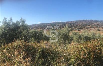 İzmir Dikili'de Deniz Manzaralı 2000 M2 Kooperatif Arsası