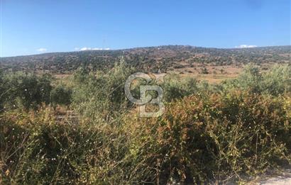 İzmir Dikili'de Deniz Manzaralı 2000 M2 Kooperatif Arsası