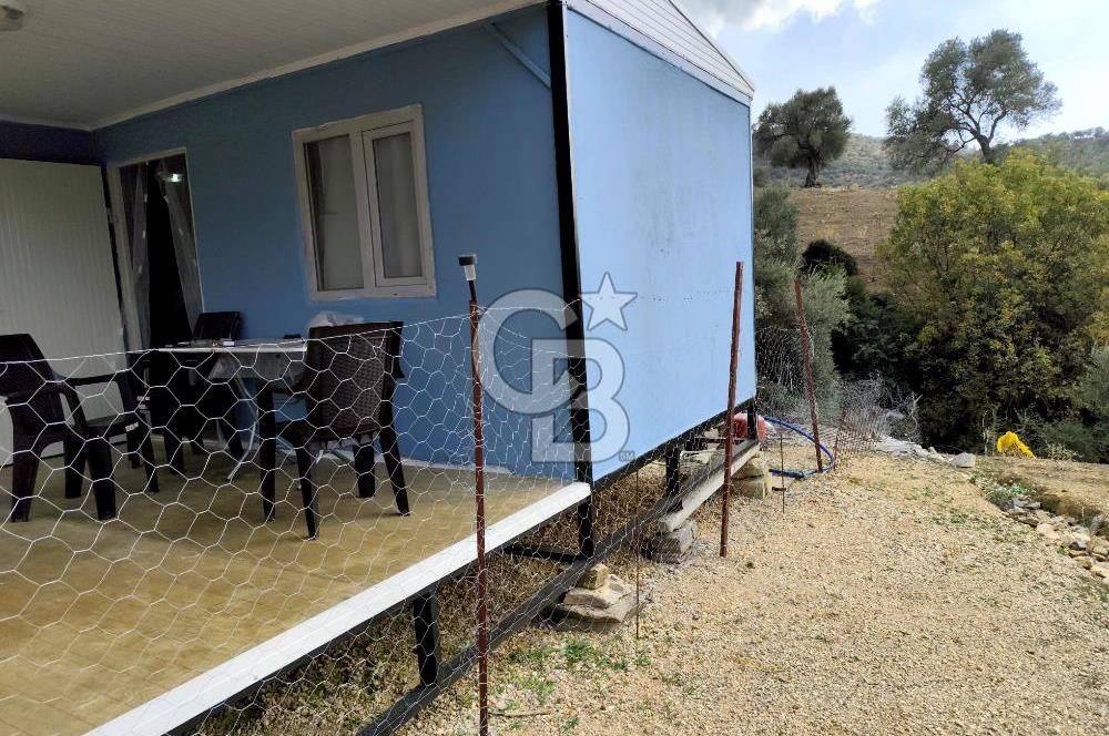 BAYINDIR KABAAĞAÇ'TA MÜSTAKİL TAPULU OTURUMA HAZIR ZEYTİNLİK