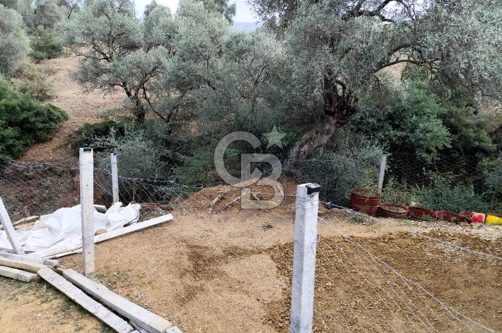 BAYINDIR KABAAĞAÇ'TA MÜSTAKİL TAPULU OTURUMA HAZIR ZEYTİNLİK