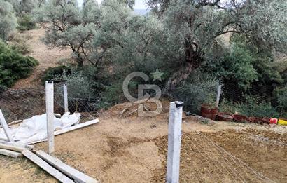 BAYINDIR KABAAĞAÇ'TA MÜSTAKİL TAPULU OTURUMA HAZIR ZEYTİNLİK