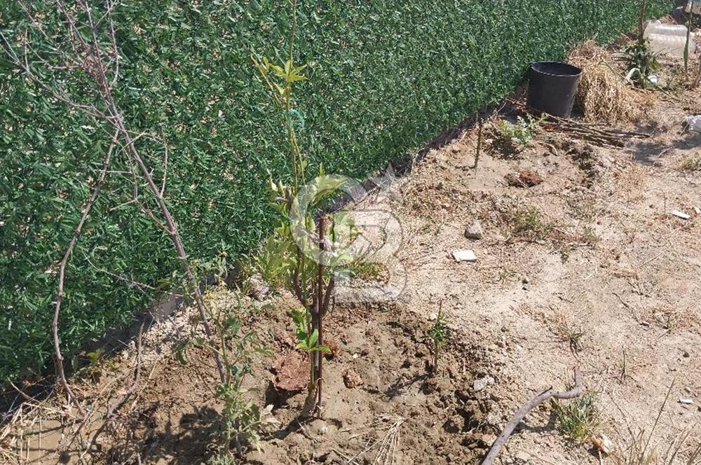 Torbalı Çapak köyünde 2 Parsel Satılık Bahçe