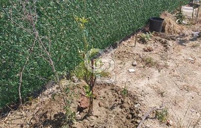 Torbalı Çapak köyünde 2 Parsel Satılık Bahçe