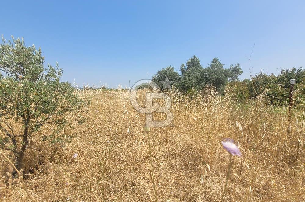 İzmir Kemalpaşa'da Satılık Bağ/Bahçe