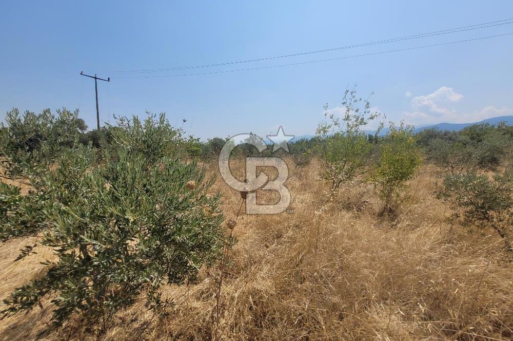 İzmir Kemalpaşa'da Satılık Bağ/Bahçe