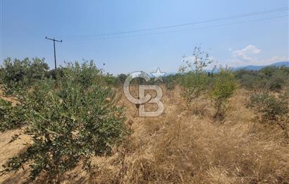 İzmir Kemalpaşa'da Satılık Bağ/Bahçe