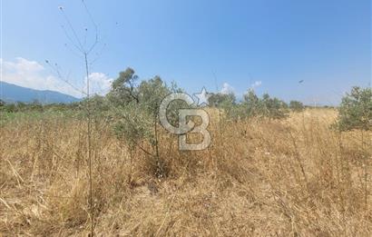 İzmir Kemalpaşa'da Satılık Bağ/Bahçe