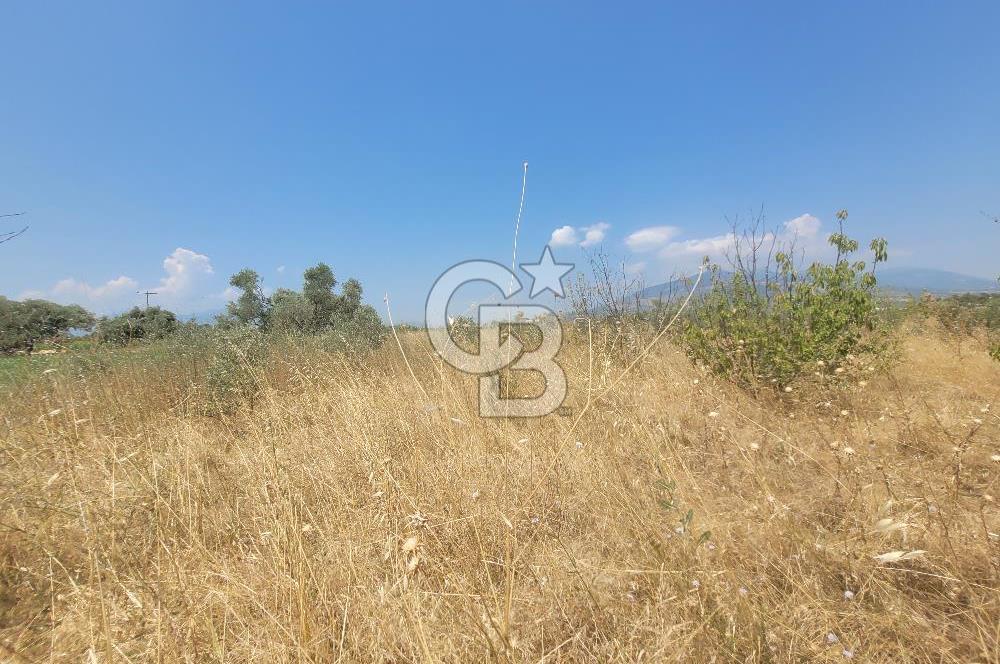İzmir Kemalpaşa'da Satılık Bağ/Bahçe