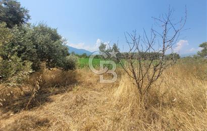 İzmir Kemalpaşa'da Satılık Bağ/Bahçe