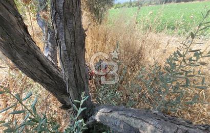 İzmir Kemalpaşa'da Satılık Bağ/Bahçe