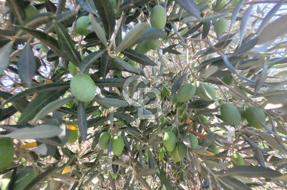 İzmir Kemalpaşa'da Satılık Bağ/Bahçe