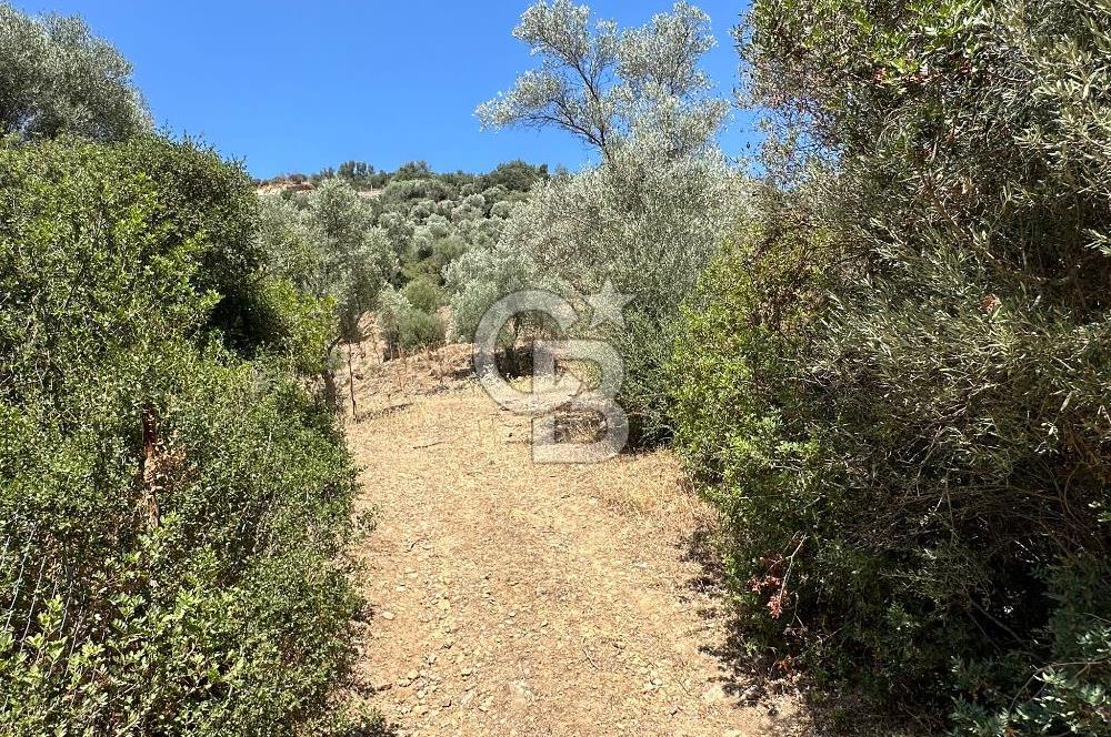 BODRUM YALIKAVAK DAĞBELEN SATILIK 7.610 M2 ZEYTİNLİ TARLA
