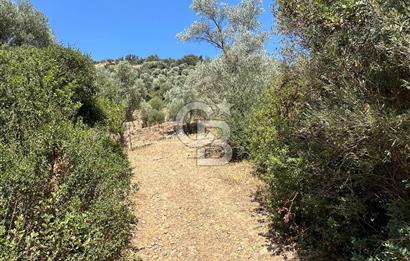 BODRUM YALIKAVAK DAĞBELEN SATILIK 7.610 M2 ZEYTİNLİ TARLA