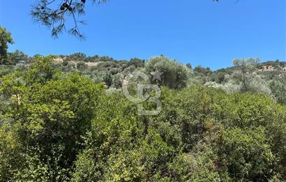 BODRUM YALIKAVAK DAĞBELEN SATILIK 7.610 M2 ZEYTİNLİ TARLA