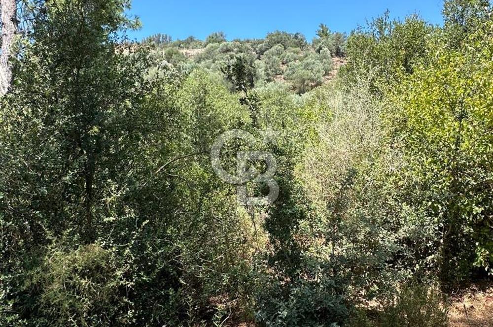 BODRUM YALIKAVAK DAĞBELEN SATILIK 7.610 M2 ZEYTİNLİ TARLA