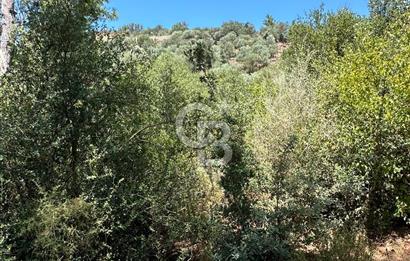 BODRUM YALIKAVAK DAĞBELEN SATILIK 7.610 M2 ZEYTİNLİ TARLA