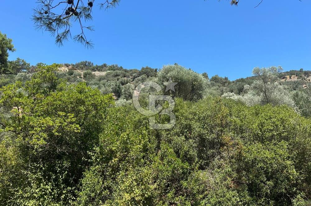BODRUM YALIKAVAK DAĞBELEN SATILIK 7.610 M2 ZEYTİNLİ TARLA
