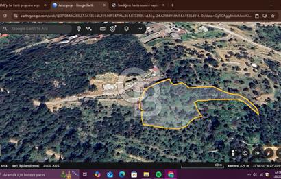BODRUM YALIKAVAK DAĞBELEN SATILIK 7.610 M2 ZEYTİNLİ TARLA