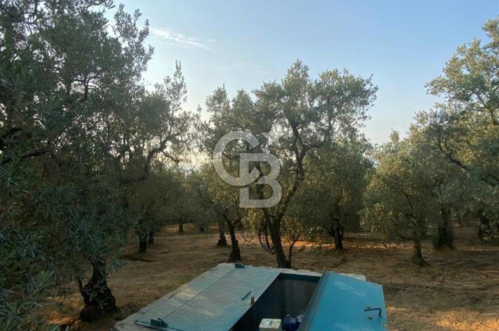 BURSA İZNİK DERBENT'TE YOLA CEPHELİ GÖL MANZARALI BAĞ