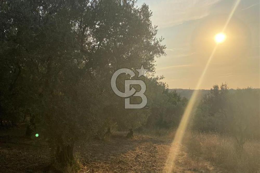BURSA İZNİK DERBENT'TE YOLA CEPHELİ GÖL MANZARALI BAĞ