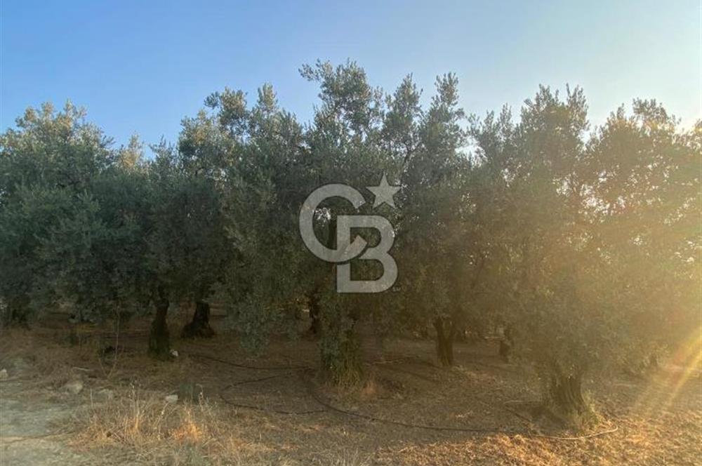BURSA İZNİK DERBENT'TE YOLA CEPHELİ GÖL MANZARALI BAĞ